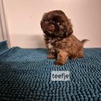 unieke kleuren raszuivere shih tzu pups, Dieren en Toebehoren, Overige rassen, 8 tot 15 weken, Meerdere, Meerdere dieren
