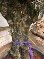 Zeer mooie dikke oude  olijfboom, Bloeit niet, 100 tot 250 cm, Olijfboom, Ophalen