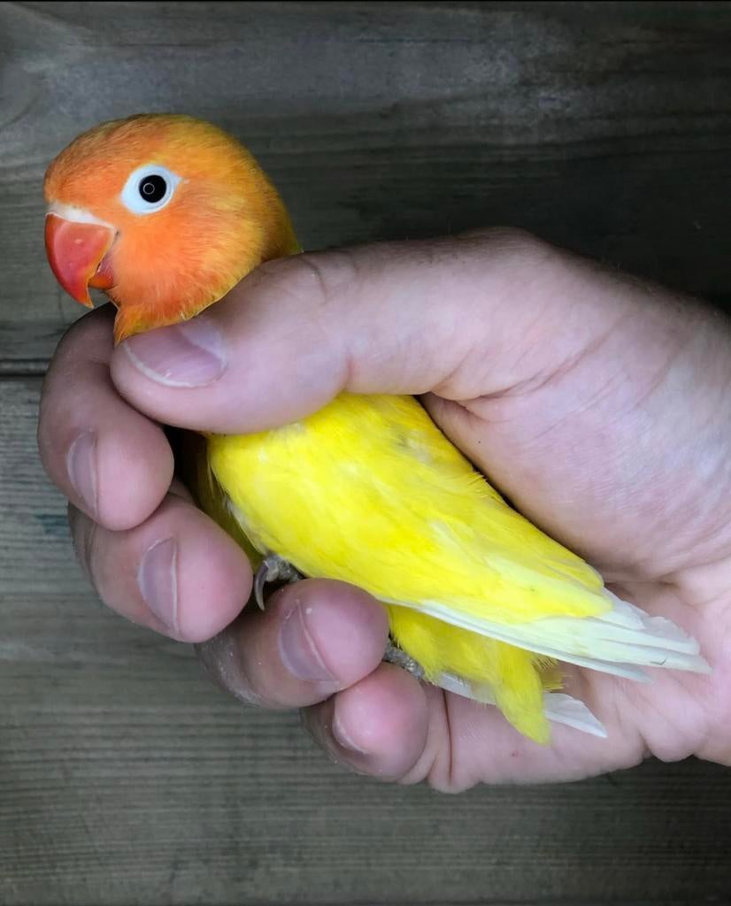 Te koop: meerdere fischeri dec gele zwartogen broedrijp, Dieren en Toebehoren, Vogels | Parkieten en Papegaaien, Meerdere dieren
