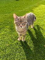 Kat (Europese korthaar), Kater, Ontwormd, 0 tot 2 jaar