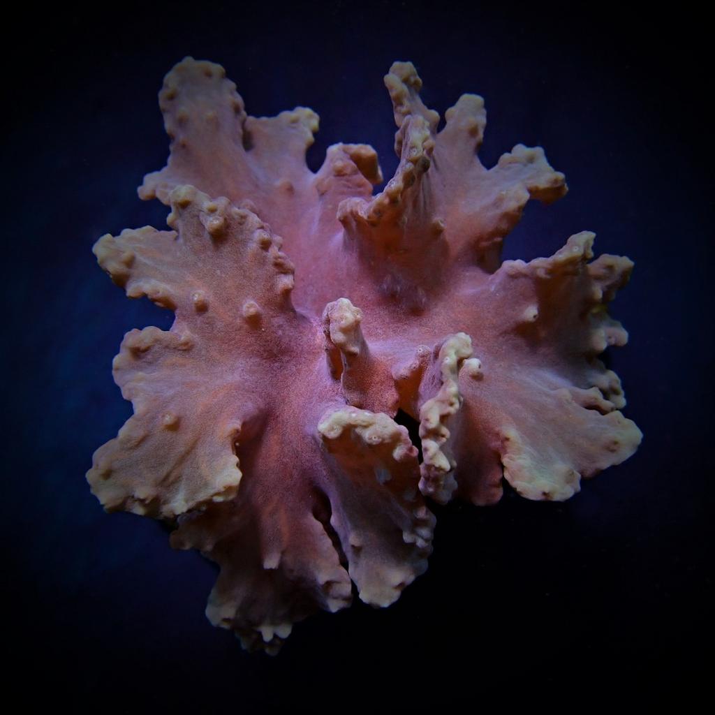 Sinularia Dura Roze koraal (Kroepoek leder), Ophalen, Gevuld zeewateraquarium