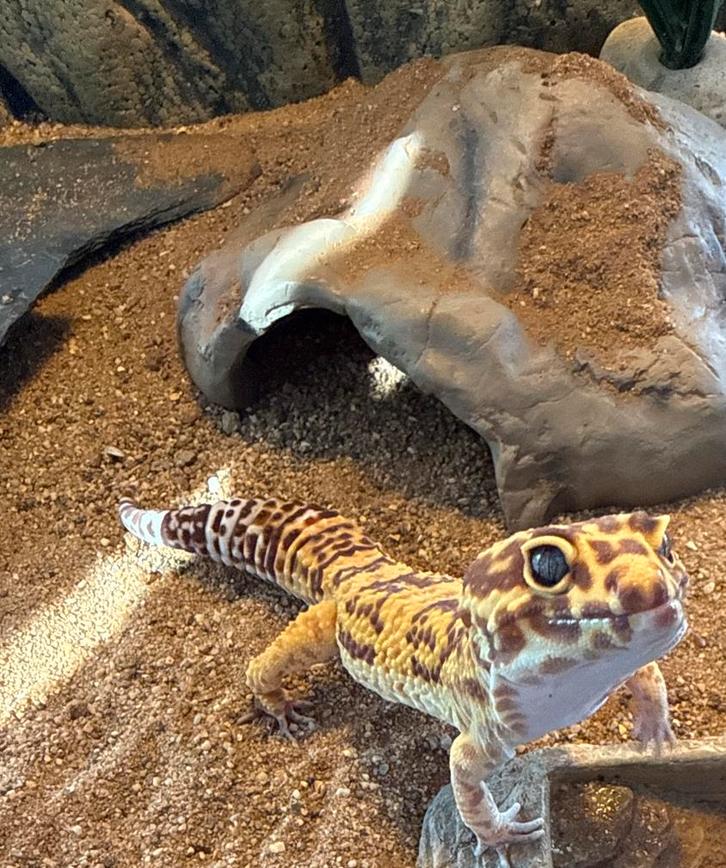 Luipaardgekko 4 jaar Leopard Gecko - unknown for sale from van Meenen