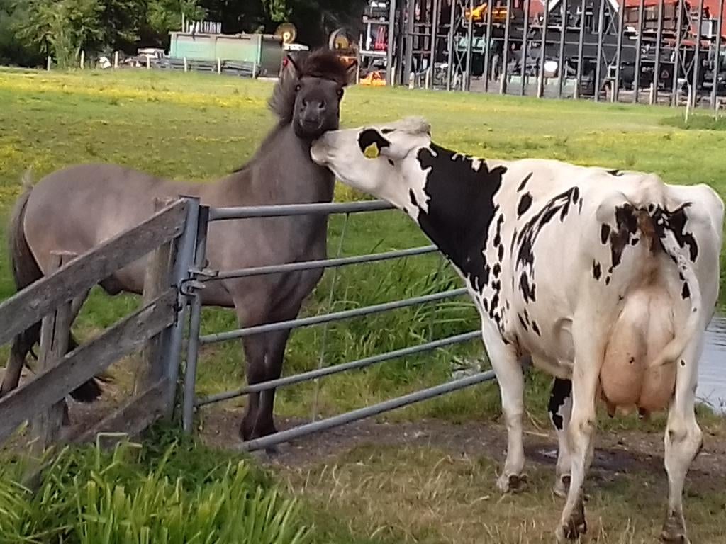 2 boxen op kleinschalige stal, Weidegang, 2 of 3 paarden of pony's