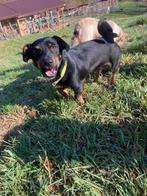 Superleuke Molly is ter adoptie!, Dieren en Toebehoren, Honden | Niet-rashonden, Handelaar, 1 tot 2 jaar, Buitenland, Teef