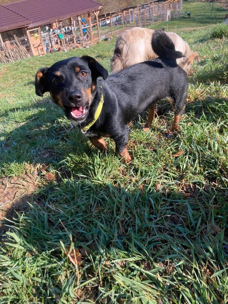 Superleuke Molly is ter adoptie!, Dieren en Toebehoren, Honden | Niet-rashonden, Klein, Teef, Handelaar, Eén hond, Buitenland