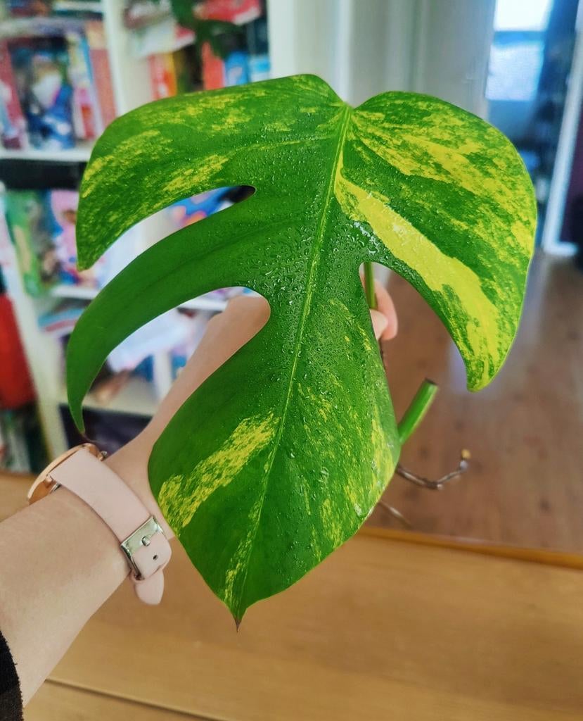 Monstera Aurea yellow variegata stek, Huis en Inrichting, Kamerplanten, Ophalen, Halfschaduw, Minder dan 100 cm