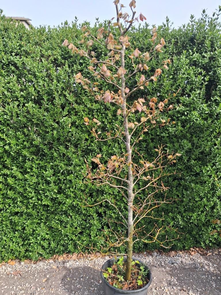 Rode beuk in pot, Tuin en Terras, Ophalen, Beukenhaag, 100 tot 250 cm