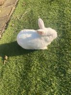 Leuk tam konijn inclusief hok, Dieren en Toebehoren, Konijnen, Mannelijk