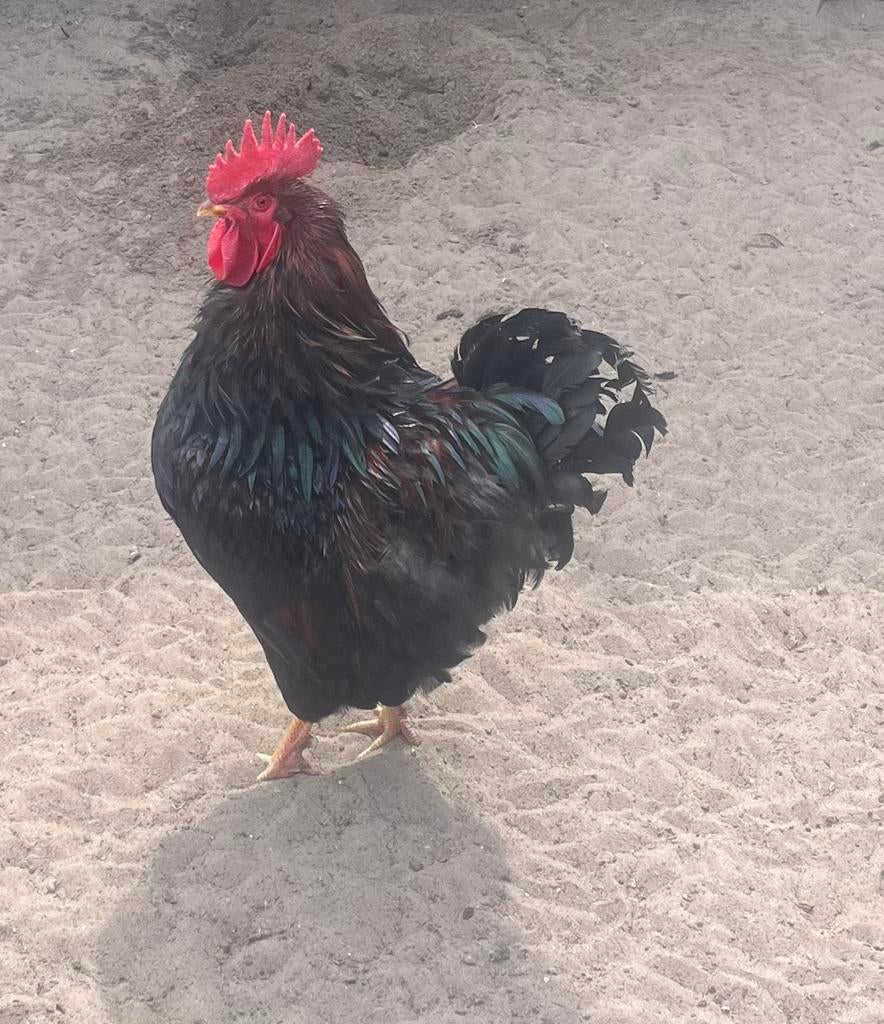 Barnevelder haan, Dieren en Toebehoren, Pluimvee, Mannelijk, Kip