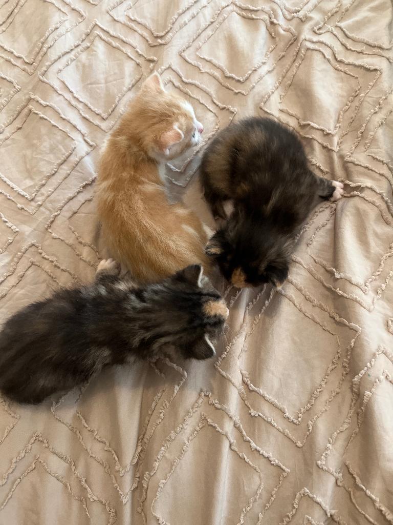 3 weken oud kittens, Dieren en Toebehoren, Katten en Kittens | Raskatten | Korthaar, Meerdere dieren, 0 tot 2 jaar
