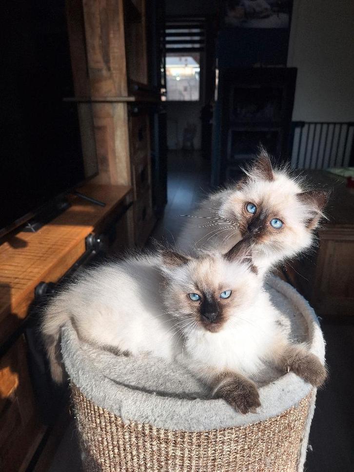 Ragdoll kittens GERESERVEERD, Dieren en Toebehoren, Katten en Kittens | Raskatten | Langhaar, Poes, 0 tot 2 jaar, Ontwormd, Ingeënt