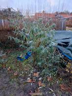 Gratis vlinderstruik, Tuin en Terras, Ophalen