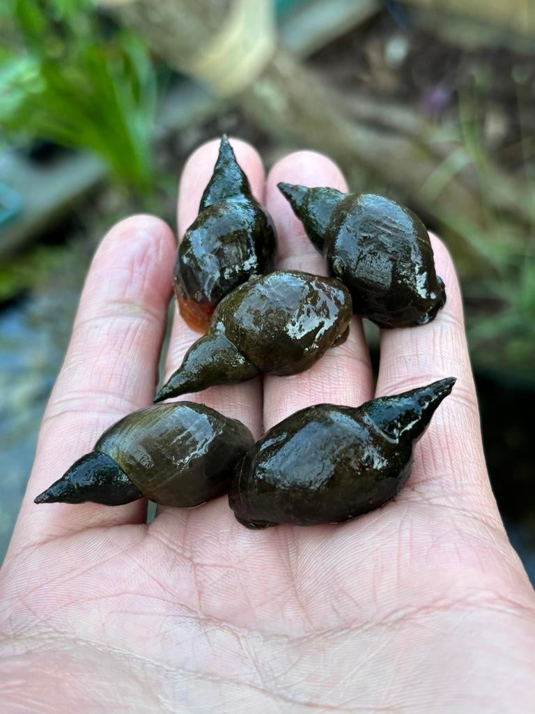 Poelslak XL, Dieren en Toebehoren, Reptielen en Amfibieën, 0 tot 2 jaar