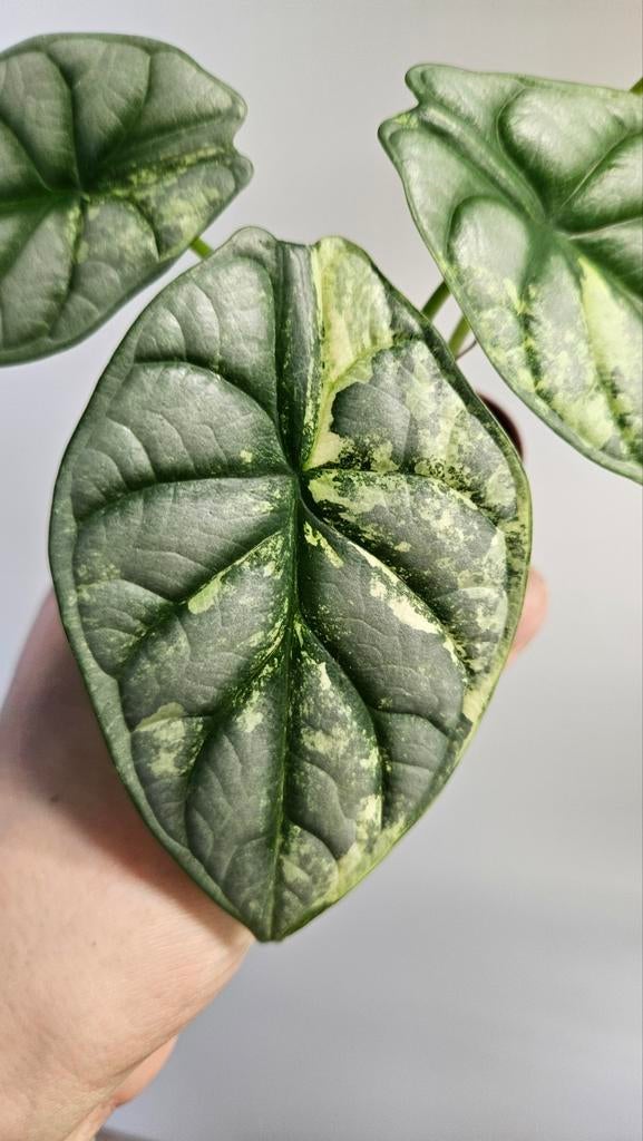 Alocasia Silver Dragon Albo Variegata, Huis en Inrichting, Kamerplanten, Ophalen of Verzenden, Halfschaduw, Minder dan 100 cm
