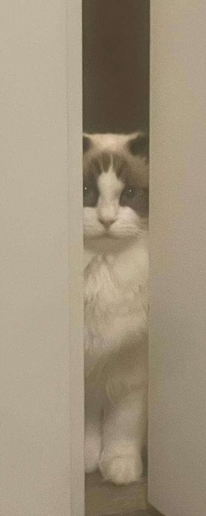 Zieke kat, Ophalen of Verzenden, Nieuw