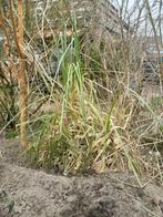 Pampusgras, Ophalen, Overige soorten, Volle zon