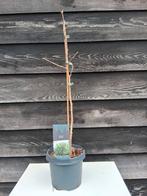 Ginkgo, Bloeit niet, Overige soorten, 100 tot 250 cm, Ophalen