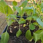 Groente planten, Paprika, Peper, Bloemen, Tuin en Terras, Ophalen, Eenjarig, Groenteplanten, Volle zon