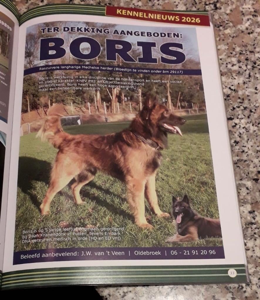 dekreu mechelse herder knpv  brn 29117, Dieren en Toebehoren, Honden | Dekreuen, 6 jaar of ouder, Reu, Parvo, Eén hond