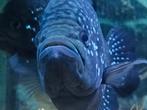 Paratilapia bleekeri/polenni, Dieren en Toebehoren, Vis