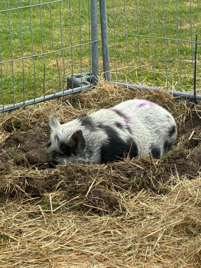 Mini varken, Mannelijk