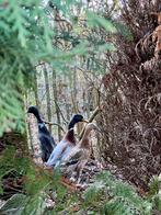 Biologische eieren van loopeenden, Dieren en Toebehoren, Geslacht onbekend, Eend