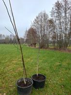 Te koop,  walnoot boompjes, Ophalen of Verzenden, Minder dan 100 cm, Overige soorten