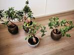 Te koop aangeboden 5 ficus ginseng boompjes, Ophalen, Halfschaduw, Minder dan 100 cm