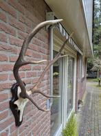 Prachtig Antiek Edelhert Gewei uit 1935 Jacht Mancave f89, Ophalen, Gebruikt, Hert, Gewei of Kop