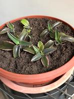 6 mother of thousands plantjes in een grote 2 liter pot, Ophalen of Verzenden, Volle zon, Minder dan 100 cm