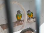 bonte boeren, Dieren en Toebehoren, Vogels | Parkieten en Papegaaien, Meerdere dieren, Parkiet, Geringd