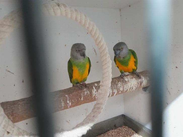 bonte boeren, Dieren en Toebehoren, Vogels | Parkieten en Papegaaien, Parkiet, Meerdere dieren, Geringd