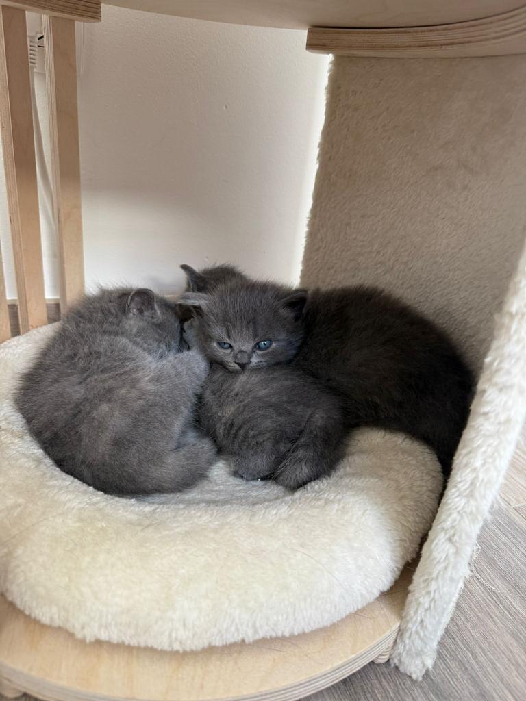 Britse Korthaar poesjes, Dieren en Toebehoren, Poes