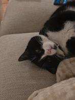 Zwart wit kater, Dieren en Toebehoren, Kater