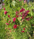 Bloemenzaden Scabiosa ‘Fire King’., Ophalen of Verzenden, Volle zon, Zaad
