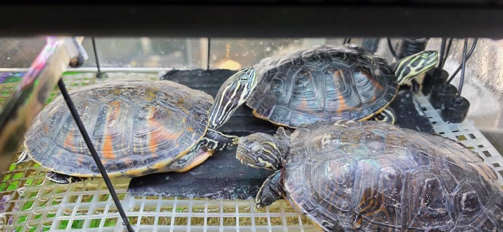 Drie waterschildpadden zoeken een nieuwe thuis Turtle - unknown for sale from CHS