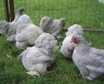 Cochin krielkippen, Dieren en Toebehoren, Pluimvee, Vrouwelijk, Kip
