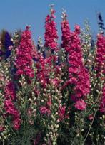 Zaden Delphinium consolida Carmine King, Verzenden, Volle zon