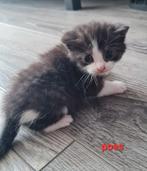 Kittens, Dieren en Toebehoren, Katten en Kittens | Overige Katten