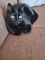 Poes Millie 1,5 jaar oud, Juli, Vrouwelijk