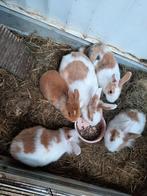 Mooie baby konijntjes, Dieren en Toebehoren, Konijnen, Vrouwelijk, Middelgroot