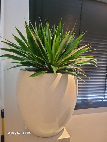 witte kunststof plantenpot met kunststof cactus. beschikbaar voor biedingen