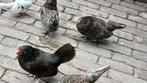 1 Java hen 3 Antwerpse baardkriel hen samen 20 euro, Dieren en Toebehoren, Pluimvee, Vrouwelijk, Kip