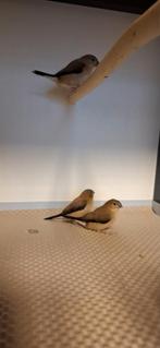 3 Zilverbekjes, Dieren en Toebehoren, Vogels | Overige Vogels, Geslacht onbekend