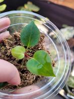 Anthurium bleu papillilaminum x X-one stemcutting, Ophalen of Verzenden, Halfschaduw, Minder dan 100 cm