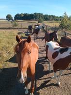 Paddock paradise in Breda, Weidegang, 4 paarden of pony's of meer