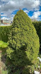 GRATIS BOOM ( 2 m hoog , 1,20 breed )( moet met spoed weg), Tuin en Terras, Planten | Bomen, Ophalen