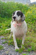 Sandy zoekt een rustige plek om te genieten, 6 jaar of ouder, Teef, Eén hond, Middel