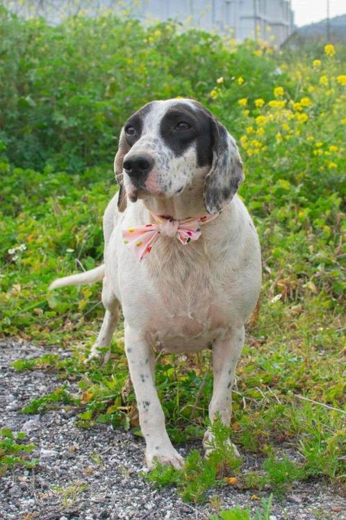 Sandy zoekt een rustige plek om te genieten, Dieren en Toebehoren, Honden | Niet-rashonden, Middel, Teef, Particulier, Eén hond