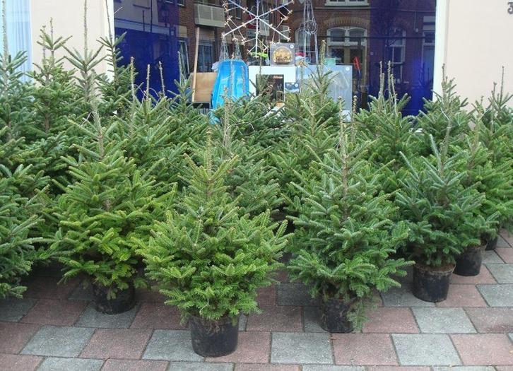 Kerstbomen Fraserie/nordman in Pot 40 cm - 110 cm., Tuin en Terras, Planten | Bomen, Overige soorten, Minder dan 100 cm, Volle zon